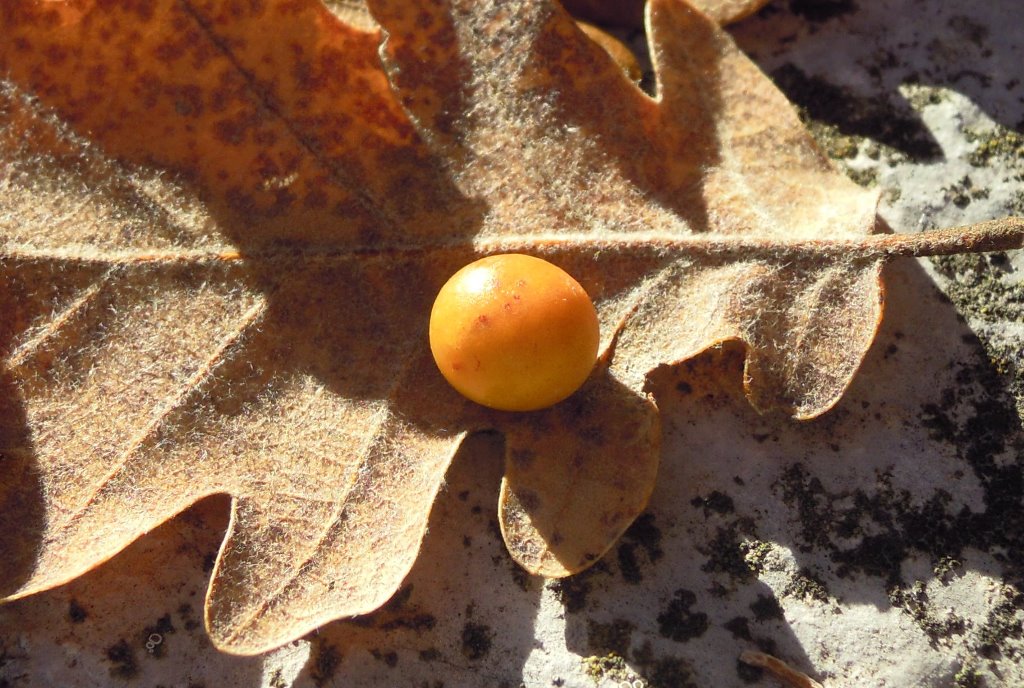 Galla di quale specie?  Cynips cfr. quercus (Cynipidae)